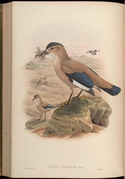Podoces Hendersoni by John Gould
